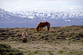 Icelandic Horses 16-6-_0978