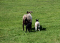 Sheep on Farm Below Eyjafjallajokull Iceland 16-6-_0405