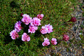 Flowers Djupavogshreppur Iceland 16-6-_2293