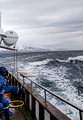 Whale Watching Eyjafjörður Iceland 16-L6-_7137a