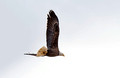 Bald Eagle Crex Meadows Wildlife Area 20-3-00310