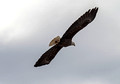 Bald Eagle Crex Meadows Wildlife Area 20-3-00312