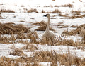 Trumpeter Swans Crex Meadows Wildlife Area 19--3-01392