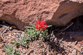 Indian Paintbrush Green River Overlook Island in the Sky Canyonlands National Park 17-4-01232