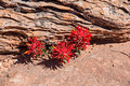 Indian Paintbrush Green River Overlook Island in the Sky Canyonlands National Park 17-4-01238