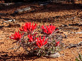 Indian Paintbrush Whale Rock Island in the Sky Canyonlands National Park 17-4P-_6874