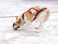 CopperDog 150 Sled Dog Race 15-3-_0695