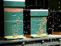 Bees Netherlands Open Air Museum Arnhem Netherlands 19-5-_1233
