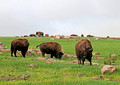 Buffalo Blue Mounds State Park 14-5-_3660