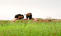 Buffalo Blue Mounds State Park 14-5-_3655