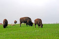 Buffalo Blue Mounds State Park 14-5-_3658