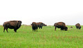 Buffalo Blue Mounds State Park 14-5-_3642