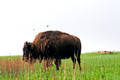 Buffalo Blue Mounds State Park 14-5-_3657