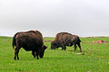Buffalo Blue Mounds State Park 14-5-_3659
