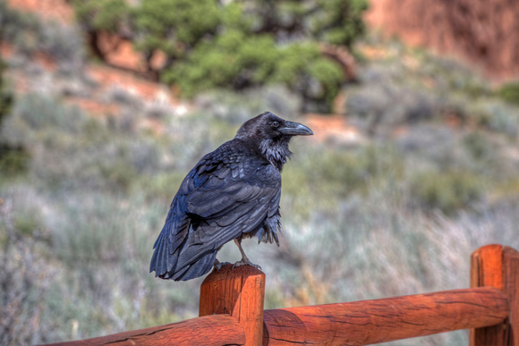 Raven Arches National Park 17-4-0975