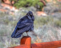 Raven Arches National Park 17-4-0972