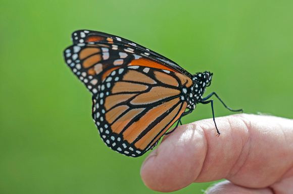 Monarch Butterfly Red Cedar State Trail 19-7-01064