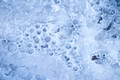 Ice Patterns Tripp Falls Ravine20-2-01268