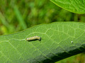 Peony Monarch Caterpillar and egg Cornucopia Wisconsin 21-6-02023