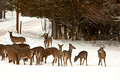 Whitetail Deer 11-1_2244
