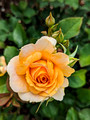 Duluth Rose Garden 23-7P-_0096