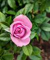 Duluth Rose Garden 23-7P-_0097