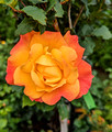 Duluth Rose Garden 23-7P-_0113