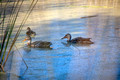 Ducks Two Harbors 21-10-00166