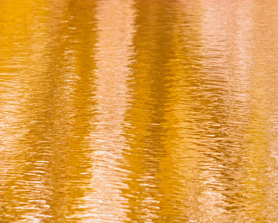 Pond Reflections 12-3-_0853