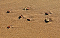 Sand Patterns 11-10-_0471