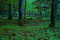 Forest - Presque Isle River Area 09-76- 048