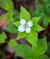 Bunchberry 14-6-_7795