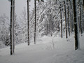 Swedetown Ski Trails 10-1-_0839