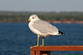 Ring-billed Gull Chequamegon Bay Ashland Wisconsin 11-10-_0288