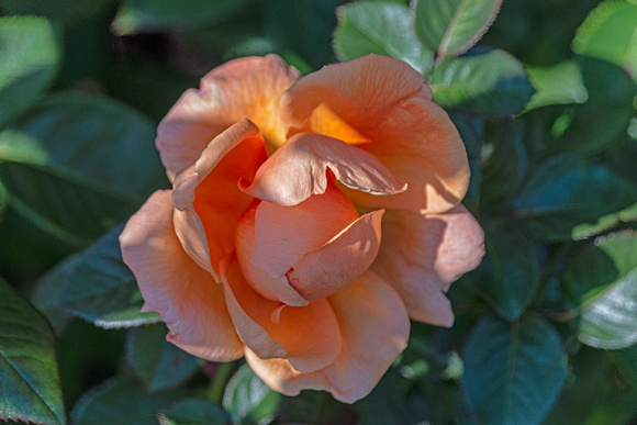 Duluth Rose Garden 21-10-00157