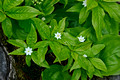 Hokenson Brothers Fishery Star Flower 11-6-_0041