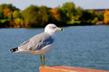 Ring-billed Gull Chequamegon Bay Ashland Wisconsin  11-10-_0294