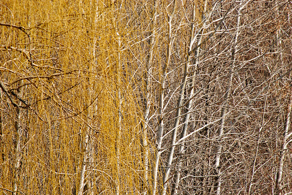Willow and Birch 12-3-_0926