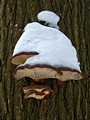 Fungi with snowcap 10-4-_0031