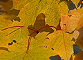 Fall Leaves - Baxter's Hollow 08-183- 086