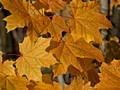 Fall Leaves - Baxter's Hollow 08-183- 083