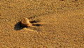 Sand Patterns 11-10-_0470