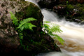 Overlooked Falls - Little Carp River 11-6-_3527