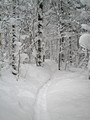 Swedetown Ski Trails 10-1-_0861
