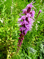 Green Bay Botanical Garden 22-7-_0422