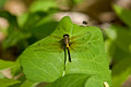 Dragonfly 09-66- 018