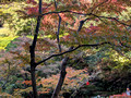 Ikedayama Park, Shinagawa City, Tokyo, Japan 24-12p-_1658