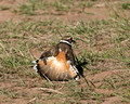 Killdeer faking an injury 09-69- 179