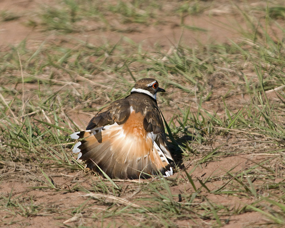 Killdeer faking an injury 09-69- 179