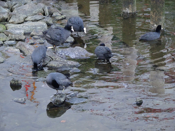 Eurasian Coot Takeshiba Tideland Minato City Tokyo 22-12P-_0144